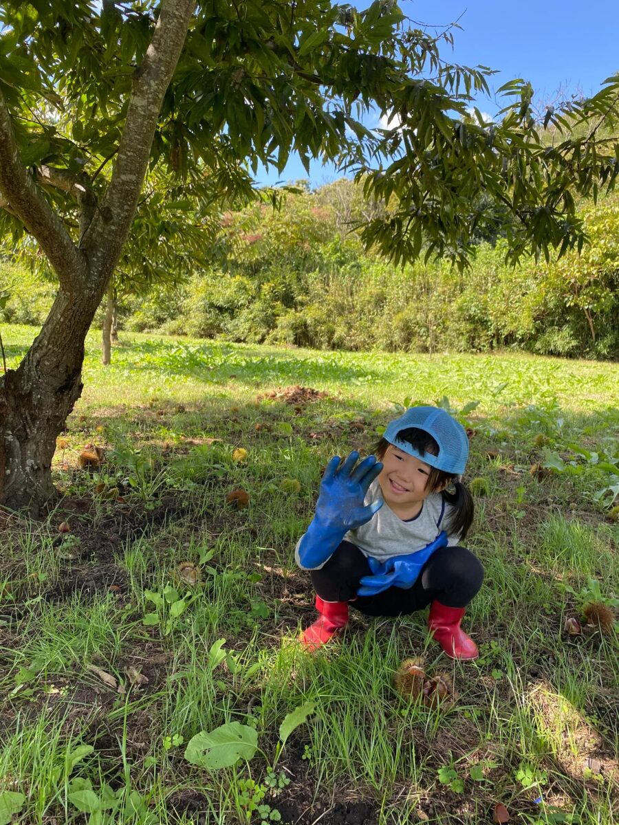 栗拾い　丹波篠山