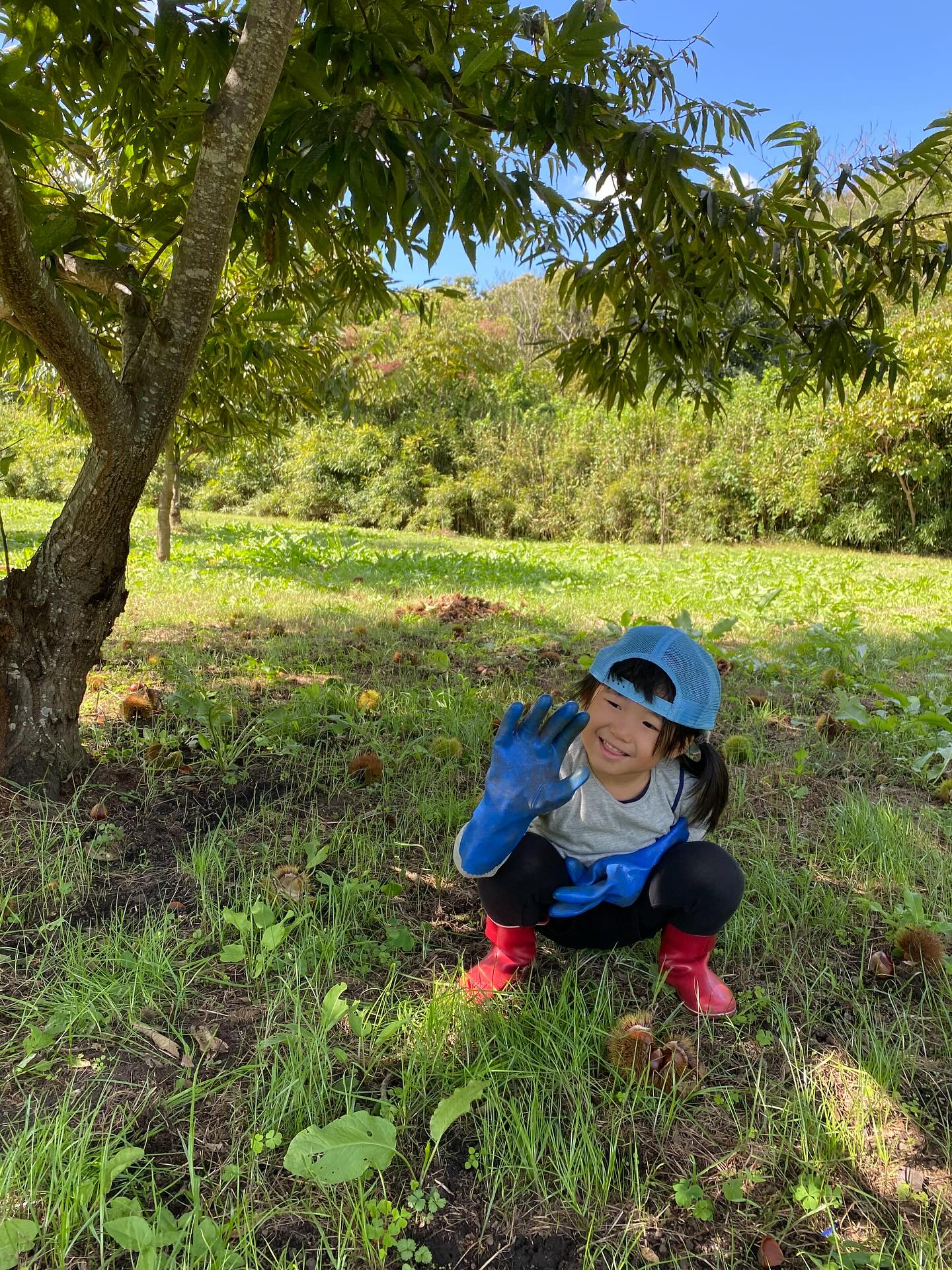 栗拾い　丹波篠山